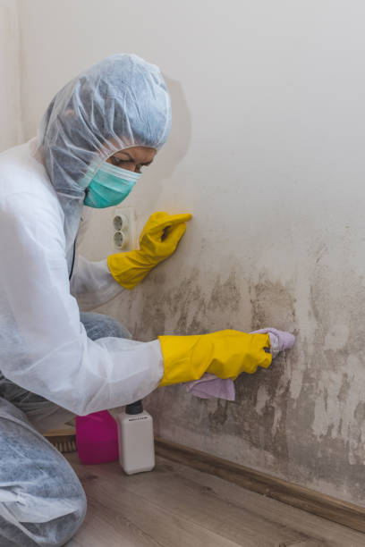Best Attic Mold Removal  in Waianae, HI